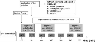 The Effects of Different Isocaloric Oral Nutrient Solutions on Psychophysical, Metabolic, Cognitive, and Olfactory Function in Young Male Subjects